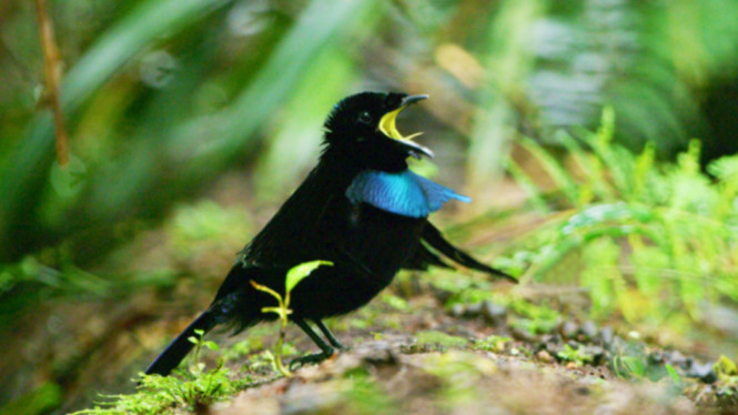 Burung cendrawasih Vogelkop (Lophorina niedda) 