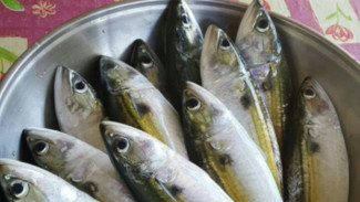 5 Resep Ikan Kembung, Nikmat dan Mudah Dibuat
