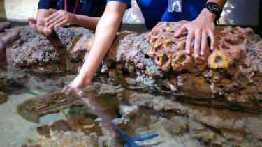 Kemping di bawah laut