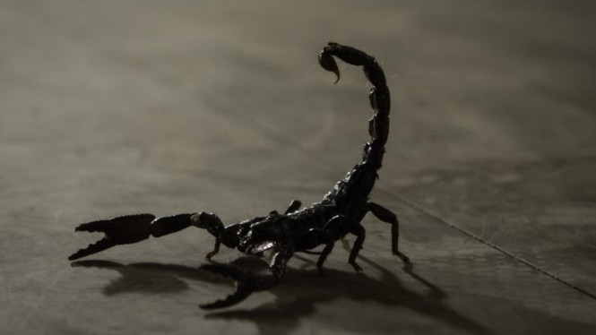 Kalajengking menghasilkan racun dengan harga tinggi. - BBC