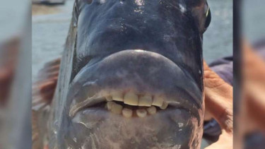 Ikan Sheepshead.