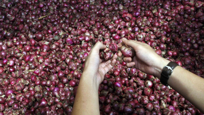 Ilustrasi bawang merah 
