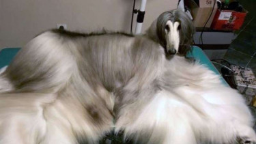AJ Nirvana Battle, anjing tercantik di dunia