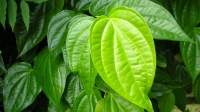 Daun sirih.