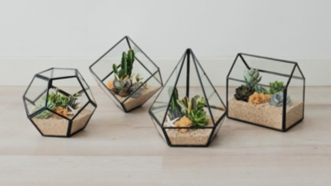 Tanaman terarium