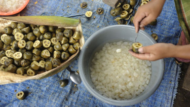 Pengambilan isi buah aren yang akan menjadi kolang-kaling