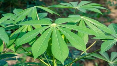 Daun singkong.
