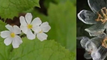 Skeleton Flower