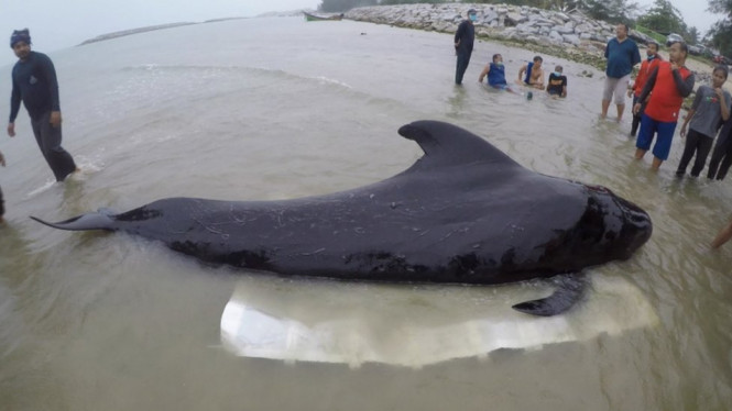 Sebelum menemui ajalnya, paus itu ditemukan sudah dalam kondisi sakit dan tidak bisa berenang di, pada Senin (28/5) lalu. - AFP/THAIWHALES