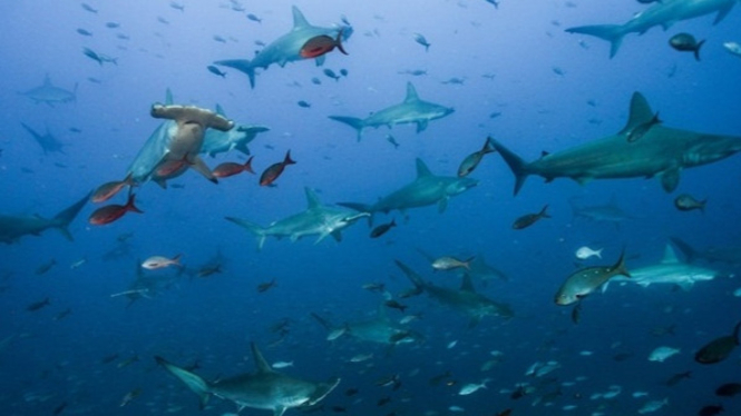 Ilustrasi jalur ikan di laut.