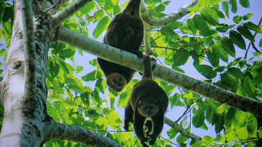 Kuskus beruang Sulawesi