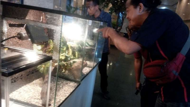 Ratusan reptil akan diekspor ke Hong Kong dan Amerika Serikat