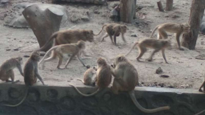 Kumpulan kera koleksi Kebun Binatang Surabaya, Jawa Timur 