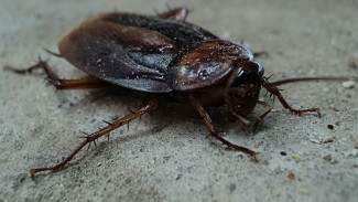 Spesies Kecoak dari Era Dinosaurus Ditemukan di Gua Myanmar
