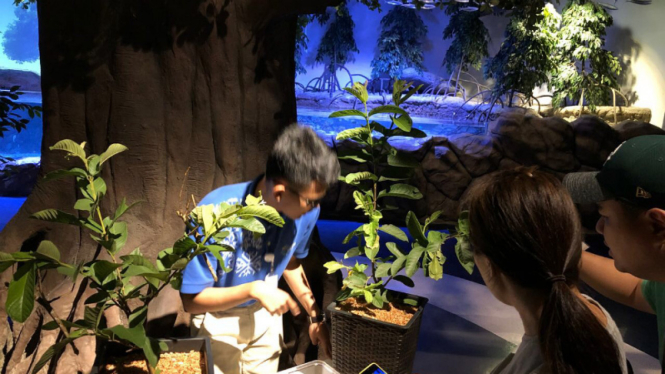 Exhibit Dunia Serangga di Jakarta Akuarium Indonesia.