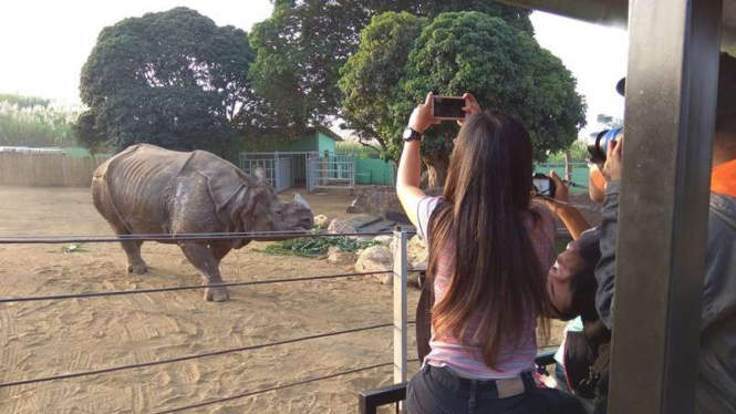 Badak India koleksi baru di Batu Secret Zoo.