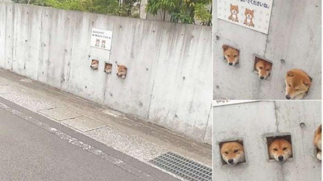 Three Shibas, Jepang