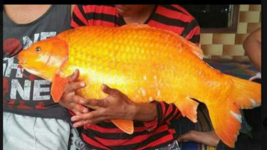 Ikan mas yang ditangkap di Danau Toba.
