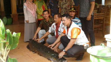 Ikan Arapaima raksasa yang ditangkap warga di Sungai Brantas.