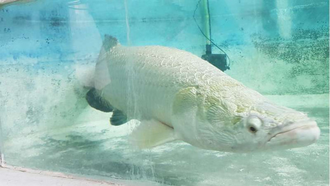 Ikan Arapaima.