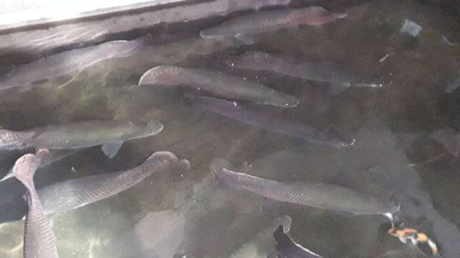 Puluhan ikan Arapaima milik Warga Sidoarjo.