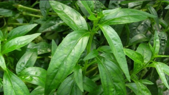 Daun Sambiloto