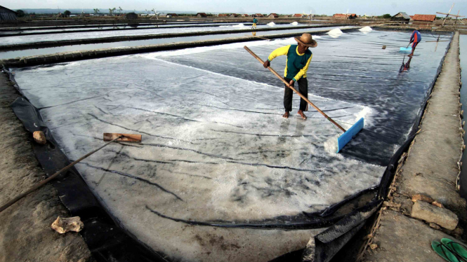 Petani memanen garam di Desa Bunder, Pamekasan, Jawa Timur