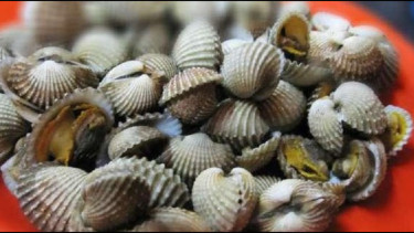 Kerang.