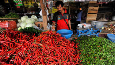 Pedagang menyortir cabai merah.