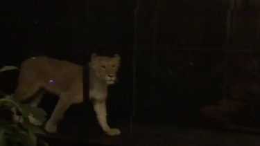 Singa Khaleesi 