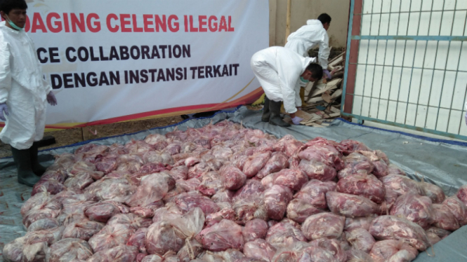 Pemusnahan daging celeng atau babi hutan.