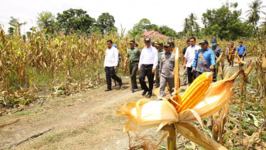 Sentra jagung Kabupaten Tojo Una Una (Touna) Sulawesi Tengah