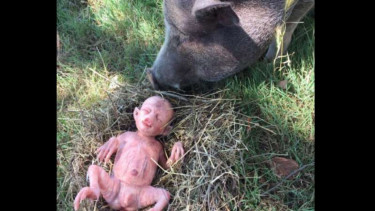 Bayi babi mirip manusia dan drakula.