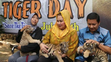 Anak harimau Benggala di Bonbin Mangkang, Semarang