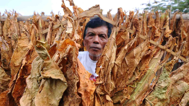 Petani menjemur daun tembakau di Sidomulyo, Senden, Selo, Boyolali, Jawa Tengah. (Foto ilustrasi) 