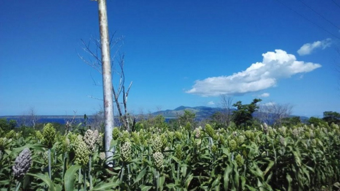 Tanaman Sorgum di  NTT