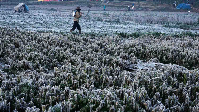 Embun beku menyelimuti tanaman di kawasan Candi Arjuna Dieng, Banjarnegara, Jawa Tengah