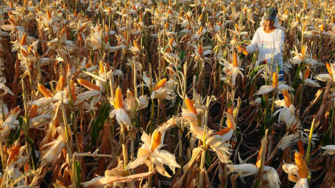 Petani memanen jagung di persawahan Desa Sendangharjo, Karangrayung, Grobogan, Jawa Tengah