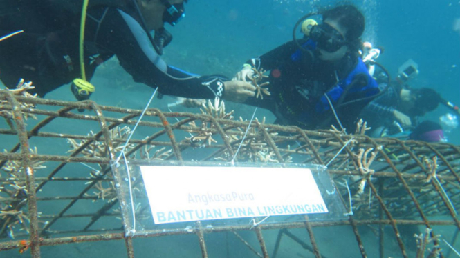 penanaman 500 terumbu karang 