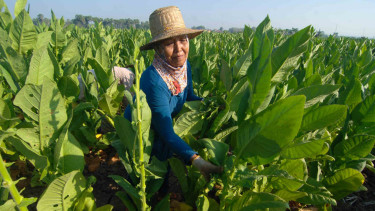 Buruh  memanen tembakau di Desa Dasuk, Pamekasan, Jawa Timur