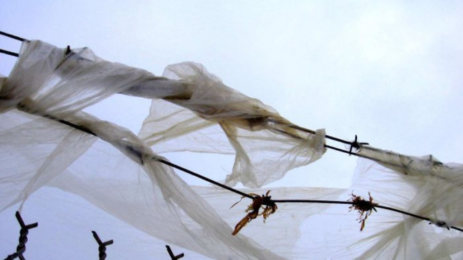 Ternak cenderung mengunyah plastik yang tersangkut di pagar.