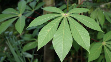 Daun singkong
