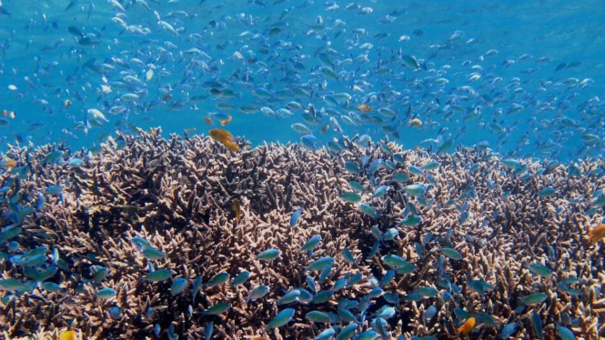 Suasana bawah laut Taman Nasional Bunaken.