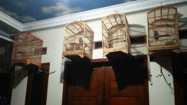 Burung koleksi Raja dan Ratu Ubur-ubur