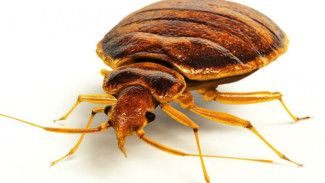Ilmuwan Temukan Kutu Kasur Makin Kuat, Insektisida Tak Mempan