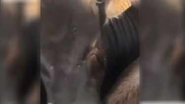 Sapi menangis.