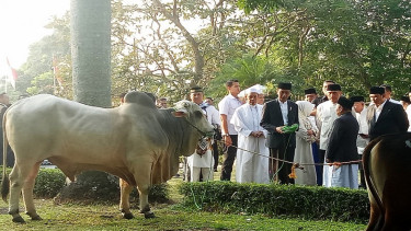 Presiden Joko Widodo menyerahkan hewan kurban seekor sapi di Cibinong 