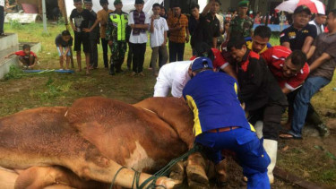 Sapi kurban Jokowi