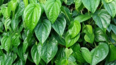 Daun Sirih.