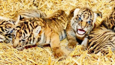 Bayi harimau Sumatera di Kebun Binatang Tierpark Berlin.